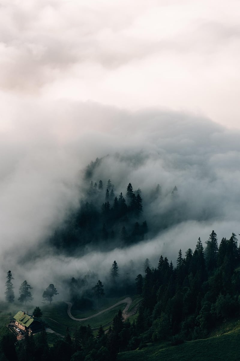 Forest Fog Aesthetic Landscape