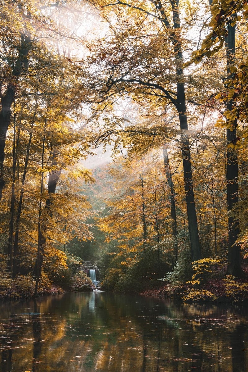 Enchanted Forest