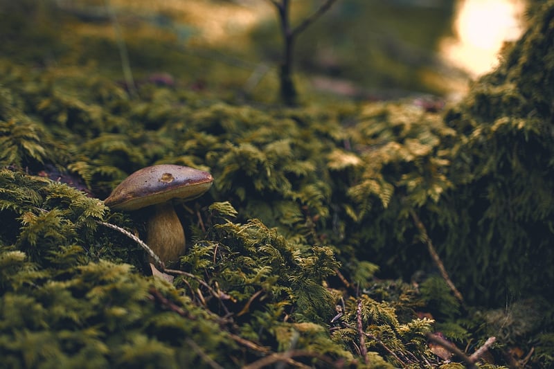 Moss Forest Nature Green Plant